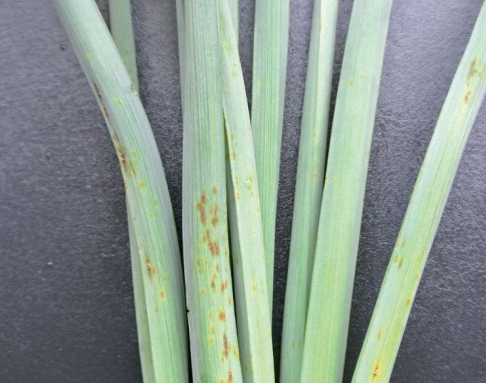 Commercial daffodil stems showing mild to moderate symptoms of physiological rust